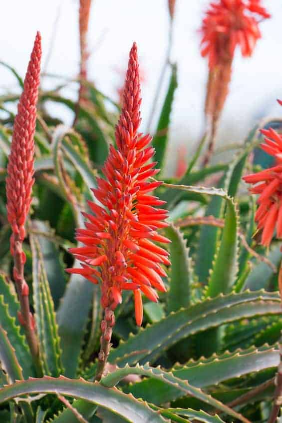 Aloe Arborescens Strauch