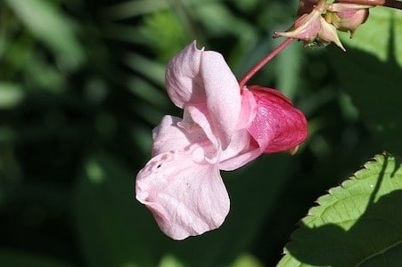 Impatiens - Drüsentragendes Springkraut - Bachblüten aus der PRAXIS für Gesundheit und Lebensfreude