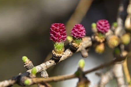 Larch - Lärche - Bachblüten aus der PRAXIS für Gesundheit und Lebensfreude