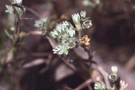 Scleranthus - Einjähriger Knäuel - Bachblüten aus der PRAXIS für Gesundheit und Lebensfreude