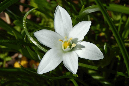 Star of Bethlehem - Doldiger Milchstern - Bachblüten aus der PRAXIS für Gesundheit und Lebensfreude